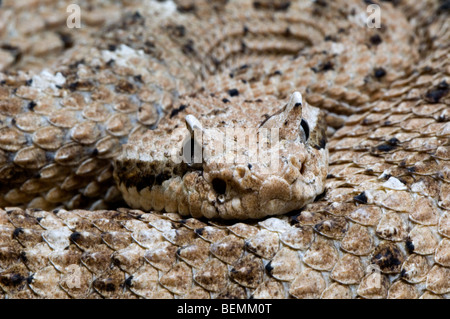 Close up de tête avec des cornes de sidewinder cornu crotale de l'Ouest (Crotalus cerastes), Arizona USA Banque D'Images