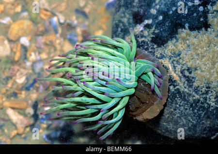 Anémone Anemonia sulcata (Snakelocks), France Banque D'Images