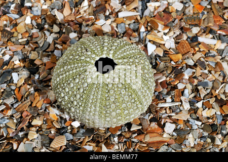 L'oursin vert / shore sea urchin (Psammechinus miliaris) lavés sur plage le long de la côte de la mer du Nord Banque D'Images