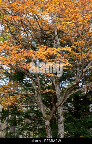 L'érable japonais montrant ses couleurs d'automne en sanctuaire Togakushi, Japon Banque D'Images