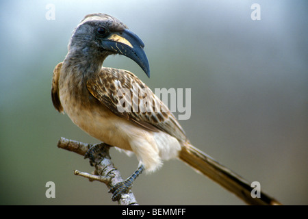 Calao gris d'Afrique (Tockus nasutus), Kruger National Park, Afrique du Sud Banque D'Images