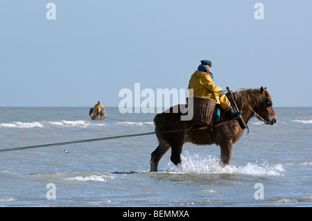 Sur les crevettiers de chevaux (Equus caballus) avec la pêche des crevettes filet le long de la côte de la mer du Nord, Oostduinkerke, Belgique Banque D'Images