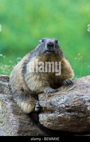 Marmotte des Alpes (Marmota marmota) sitting on rock, Parc National du Gran Paradiso, Alpes italiennes, Italie Banque D'Images