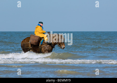 Shrimper sur projet de cheval (Equus caballus) avec la pêche des crevettes filet le long de la côte de la mer du Nord, Oostduinkerke, Belgique Banque D'Images