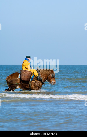 Shrimper sur projet de cheval (Equus caballus) avec la pêche des crevettes filet le long de la côte de la mer du Nord, Oostduinkerke, Belgique Banque D'Images