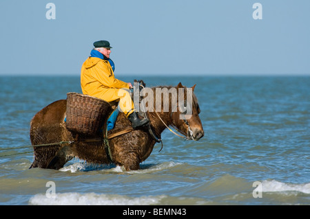 Shrimper sur projet de cheval (Equus caballus) avec la pêche des crevettes filet le long de la côte de la mer du Nord, Oostduinkerke, Belgique Banque D'Images