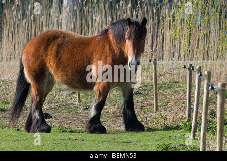 Ardennais Ardennes ou projet / projet / Cheval (Equus caballus) dans la zone, Belgique Banque D'Images