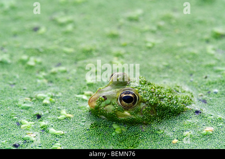 Les jeunes grenouilles comestibles (Pelophylax kl. esculentus / Rana kl. esculenta) flottant parmi les lentilles d'eau (Lemnaceae) dans l'étang Banque D'Images