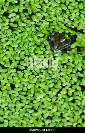 Les jeunes grenouilles comestibles (Pelophylax kl. esculentus / Rana kl. esculenta) flottant parmi les lentilles d'eau (Lemnaceae) dans l'étang Banque D'Images