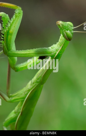 Mante religieuse européenne (Mantis religiosa) close up, la Brenne, France Banque D'Images
