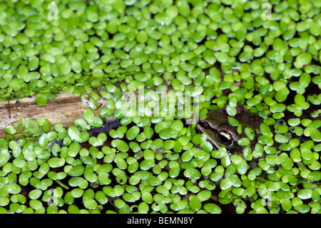 Les jeunes grenouilles comestibles (Pelophylax kl. esculentus / Rana kl. esculenta) flottant parmi les lentilles d'eau (Lemnaceae) dans l'étang Banque D'Images