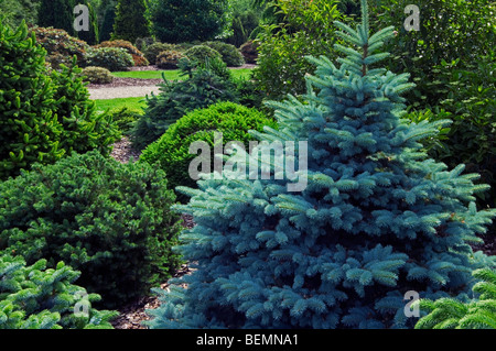 Blue spruce (Picea pungens), originaire des montagnes Rocheuses, en Amérique du Nord Banque D'Images
