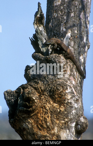 La savane du sud / moniteur moniteur rock à gorge blanche (Varanus albigularis) climbing tree, Kruger National Park, Afrique du Sud Banque D'Images