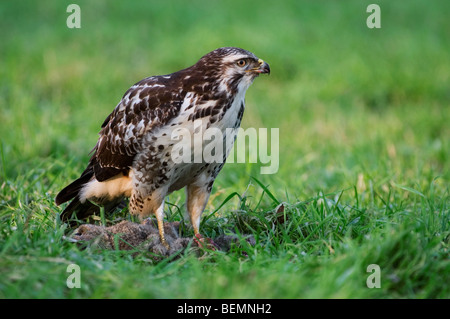 Buse variable (Buteo buteo) assis sur les proies / rabbit in meadow Banque D'Images