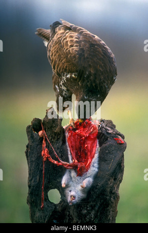 Buse variable (Buteo buteo) alimentation et déchirer rat surmulot (Rattus norvegicus) se nourrissent de souche d'arbre dans le champ Banque D'Images