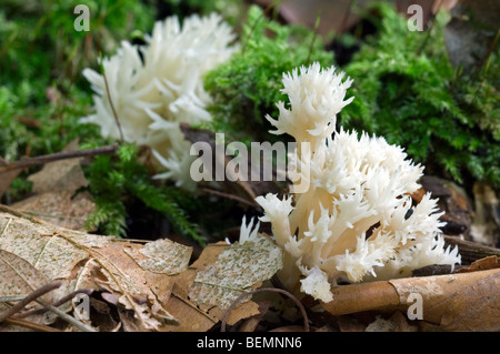 Champignon de corail blanc / crested coral fungus (Clavulina Clavulina cristata) coralloides / Banque D'Images