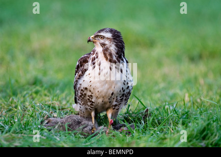 Buse variable (Buteo buteo) avec les proies / lapin dans un pré, Belgique Banque D'Images