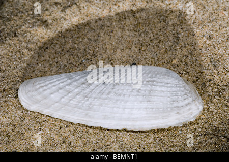 Pre Piddock blanc (Barnea candida) shell sur plage, Belgique Banque D'Images