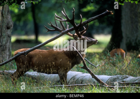 Red Deer cerf (Cervus elaphus) trashing grande branche avec son bois pendant le rut, Jaegersborg, Danemark Banque D'Images