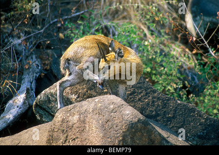 (Oreotragus oreotragus antilopes Klipspringer) sur le rocher de koppie pied de toilettage, Kruger National Park, Afrique du Sud Banque D'Images