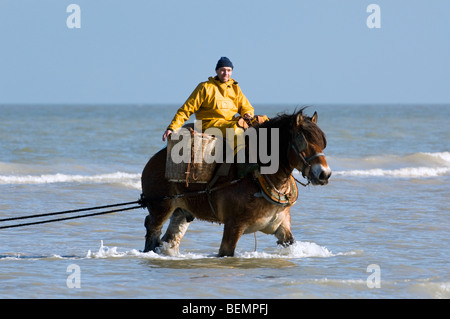 Shrimper sur projet de cheval (Equus caballus) avec la pêche des crevettes filet le long de la côte de la mer du Nord, Oostduinkerke, Belgique Banque D'Images