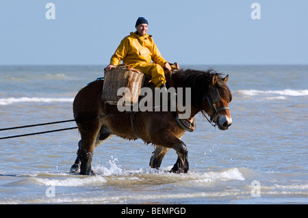 Shrimper sur projet de cheval (Equus caballus) avec la pêche des crevettes filet le long de la côte de la mer du Nord, Oostduinkerke, Belgique Banque D'Images