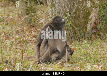 White-bellied Ateles singe araignée femelle anaconda et captive bébé Banque D'Images