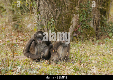 White-bellied Ateles singe araignée femelle anaconda et captive bébé Banque D'Images