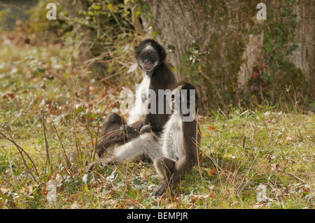 White-bellied singe-araignée Ateles anaconda femelle et bébé en captivité au soleil Banque D'Images