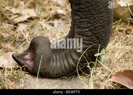 Tronc, éléphants d'Asie, Bandhavgarh Parc National, l'Inde Banque D'Images