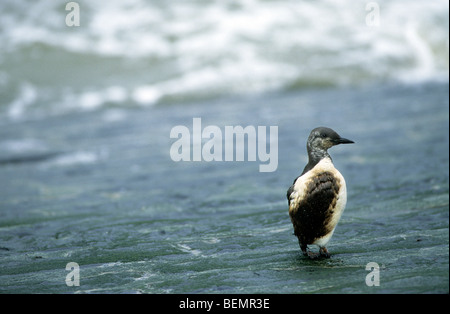 Guillemot marmette / Common guillemot (Uria aalge) seabird couvertes d'huile après le déversement de pétrole lavés sur plage le long de la côte de la mer du Nord Banque D'Images