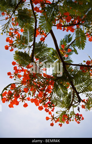 Close up de la floraison Royal Poinciana branche d'arbre sur fond de ciel bleu à Playas del Coco, Costa Rica. Banque D'Images