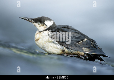 Guillemot marmette / Common guillemot (Uria aalge) seabird couvertes d'huile après le déversement de pétrole lavés sur plage le long de la côte de la mer du Nord Banque D'Images