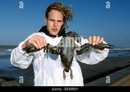 Volunteer holding Marmette commune / Common guillemot (Uria aalge) seabird couvertes d'huile après le déversement de pétrole le long de la côte de la mer du Nord Banque D'Images