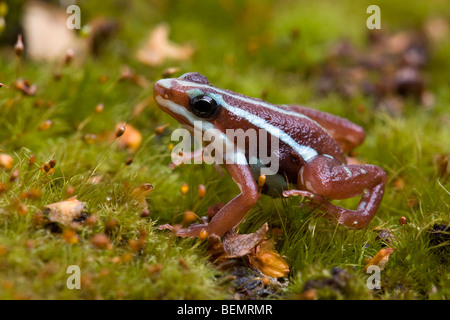 Le phare Poison Dart Frog Banque D'Images