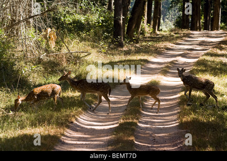 Chital, ou cheetal, Axis axis, également connu sous le nom de cerfs tachetés ou axis deer, dans le défrichement de la forêt, voie de passage, Khana Nation Park, Inde Banque D'Images