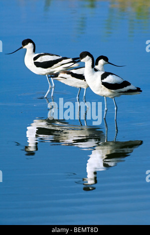 Pied de nourriture (avocettes Recurvirostra avosetta) en eaux peu profondes, près de la côte de la mer du Nord Banque D'Images