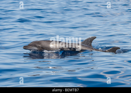 Grand dauphin commun, Tursiops truncatus. Costa Rica, l'océan Pacifique. Banque D'Images