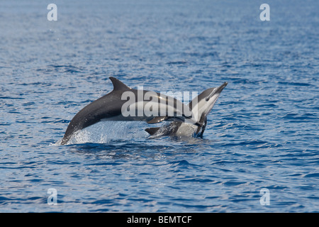 Short-beaked Dauphin commun, Delphinus delphis. Costa Rica, l'océan Pacifique. Banque D'Images