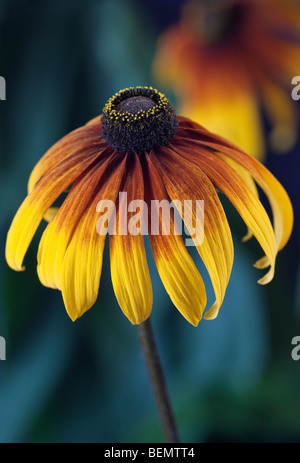 Rudbeckia [Gloriosa Daisy] Banque D'Images