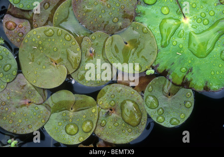 Les feuilles d'hydrocharide grenouillette, Hydrocharis morsus-ranae) dans les fossés de l'Leiemeersen, Oostkamp, Belgique Banque D'Images