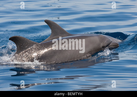 Grand dauphin commun, Tursiops truncatus. Costa Rica, l'océan Pacifique. Banque D'Images