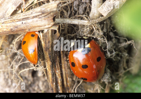 Repéré sept coccinelle (Coccinella septempunctata) dans le jardin, Oostkamp, Belgique Banque D'Images