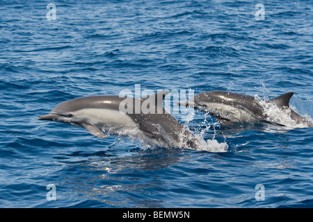 Les dauphins à bec court, Delphinus delphis. Costa Rica, l'océan Pacifique. Banque D'Images