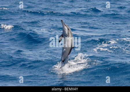 Spinner Dolphin, Stenella longirostris, spinning, Maldives, océan Indien. Banque D'Images