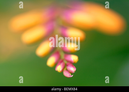 (Montbretia Crocosmia masoniorum) boutons close up Banque D'Images