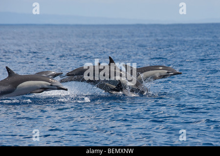 Short-beaked Dauphin commun, Delphinus delphis. Costa Rica, l'océan Pacifique. Banque D'Images