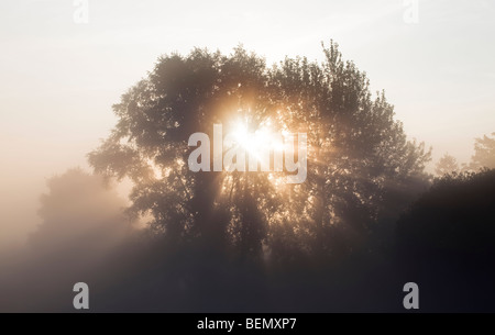 Rayons éclatant à travers le brouillard et les arbres par un froid matin d'automne Banque D'Images