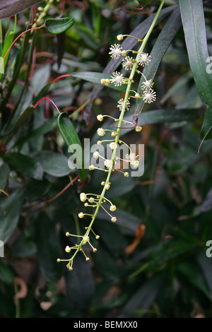 Croton Croton ou le jardin, Codiaeum variegatum var. pictum 'Golden Bell', Euphorbiaceae. Inflorescence mâle. Banque D'Images