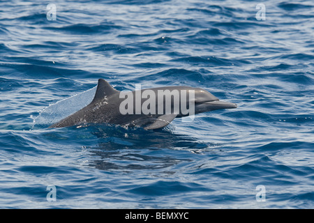 L'Amérique centrale, Dauphin à long bec Stenella longirostris centroamericana, le Costa Rica, l'océan Pacifique. Banque D'Images